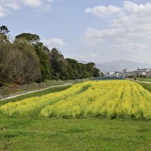 古墳と菜の花のコラボ