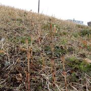 史跡田名向原遺跡公園の古墳はつくしんぼの群生地になっていた