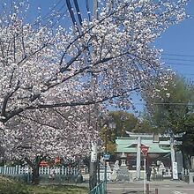 桜とのコラボアングルで。
