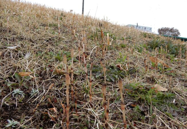 史跡田名向原遺跡公園の古墳はつくしんぼの群生地になっていた