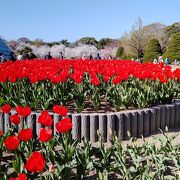 レトロな京都府立植物園