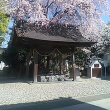 手水舎に降り注ぐように咲く桜の様子