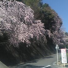 参道入口付近の桜の様子