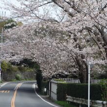 鎌倉山桜並木