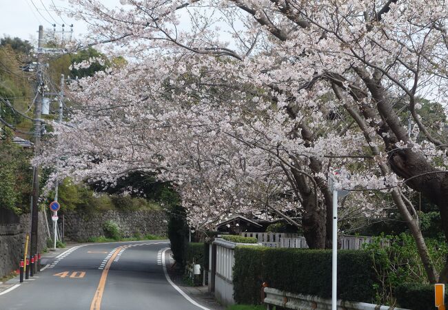 鎌倉山桜並木