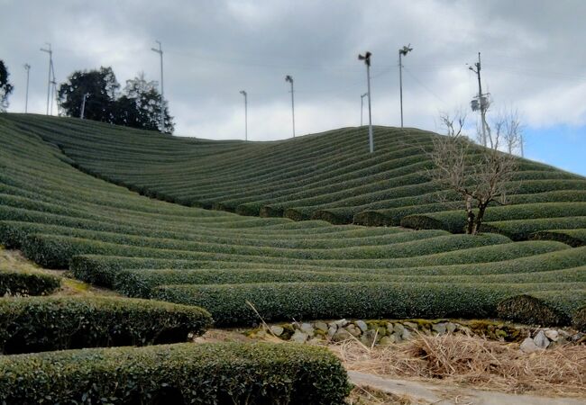 宇治茶の郷 和束の茶畑