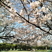 大津公園;桜の見頃です(2023.3下旬)