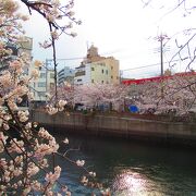 川沿いに桜が咲く