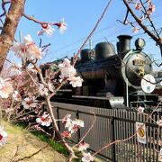 梅から桜の季節へ...