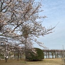 きれいに桜が咲いていました