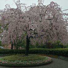 ウェルカムセンター前の桜