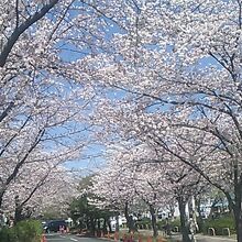 県営小幡緑地