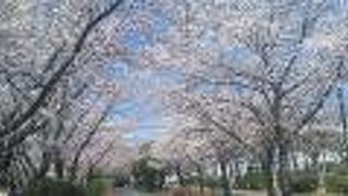 西園の桜並木が素晴らしい！