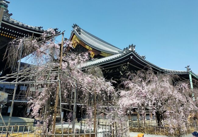 桜も綺麗です