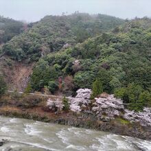 車窓の眺め　桜がみえます