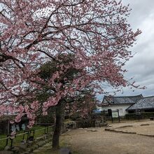 お城の周りは桜がいっぱい咲いています。