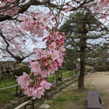 花びらの密度が違う♪