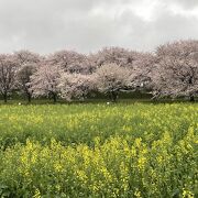 桜と菜の花の絶景スポット！
