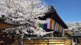 桜の時期に訪れたのは初めて！！