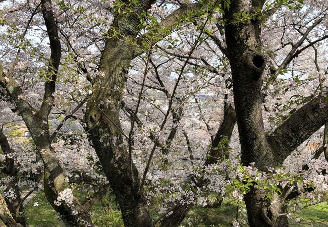 走井山公園