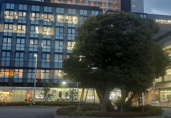 駅前広場にある大木