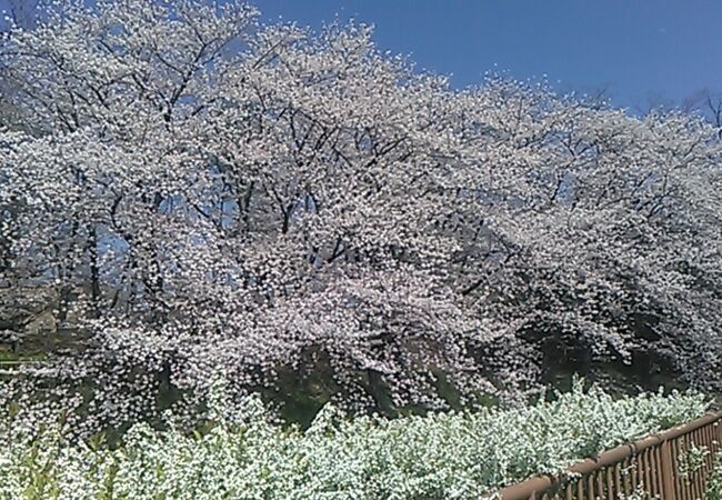 白沢渓谷(城土公園)