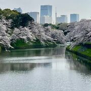 桜が満開