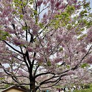 国立劇場の、駿河桜