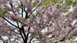 国立劇場の、駿河桜