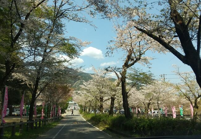 了玄の桜トンネル