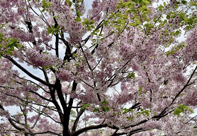 国立劇場の、駿河桜