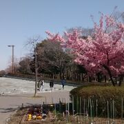 今回は、サクラの花が満開