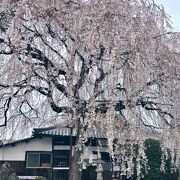 円山公園の祇園枝垂れ桜と姉妹