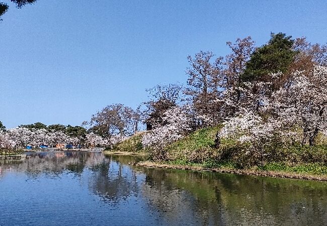 桜満開