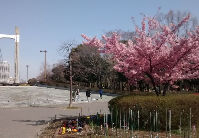 今回は、サクラの花が満開