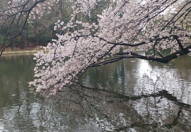 小雨の満開の桜の石神井公園