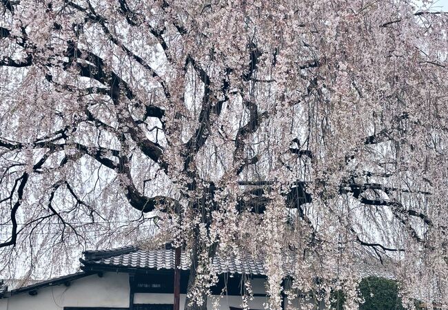 円山公園の祇園枝垂れ桜と姉妹