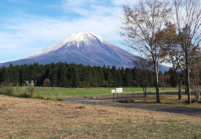 森の向こうに大きく富士山が見えます