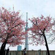 スカイツリーと桜のコラボ