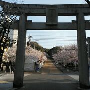 3月29日訪問満開の桜