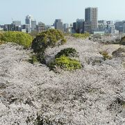 3月28日29日訪問昼夜満開の桜が楽しめました！