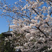 きれいに咲く桜。