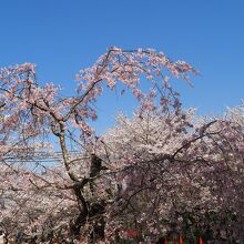 水間公園の桜。