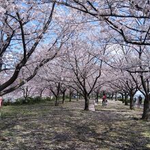 小松川千本桜