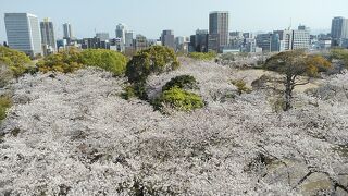 3月28日29日訪問昼夜満開の桜が楽しめました！