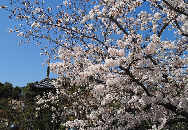 桜もきれいでした