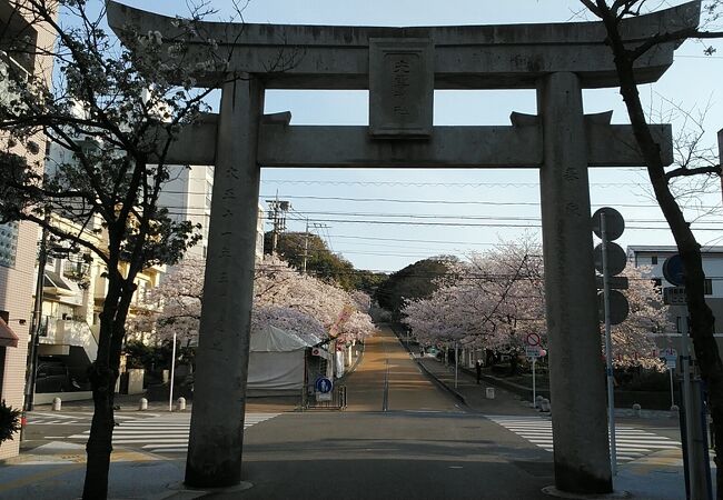 3月29日訪問満開の桜