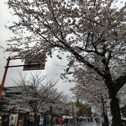 桜の季節はきれい