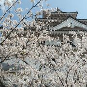 3月27日訪問　満開の桜楽しみました