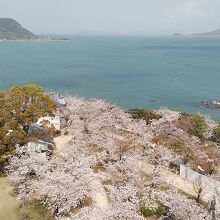 天守閣からの桜に高島